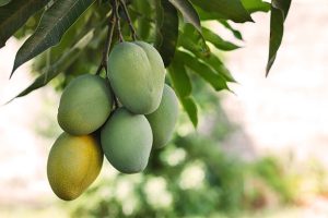 Bunch of green and ripe mango on tree. Selective focus