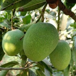 হিমসাগর / খিরসাপাত ৩০ কেজি ক্যারেট